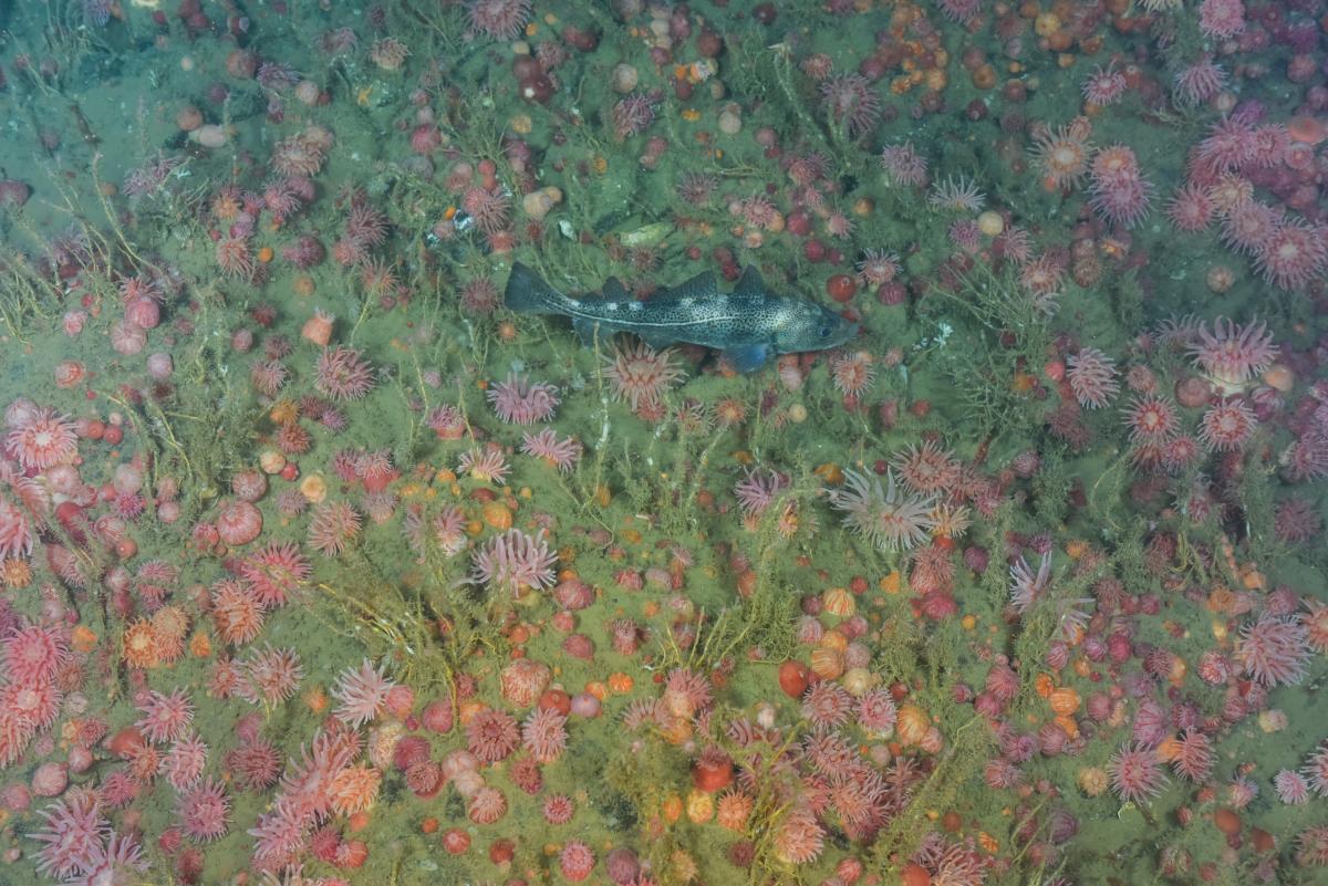 A cod hangs out among strawberry anemones in the Gulf of St Lawrence