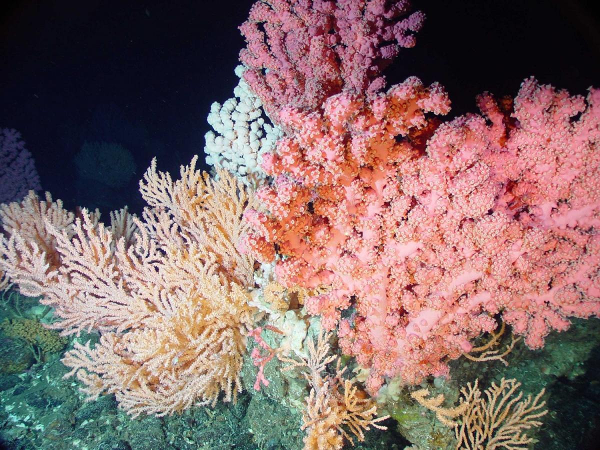cold water coral