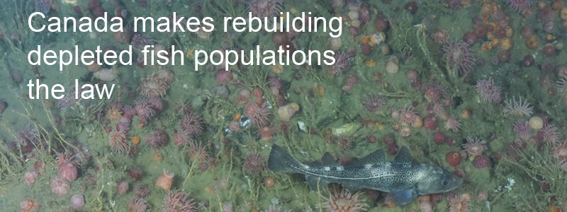 rebuilding fish populations