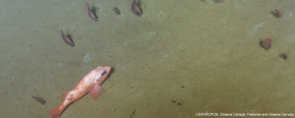 redfish sea pen gulf of st lawrence
