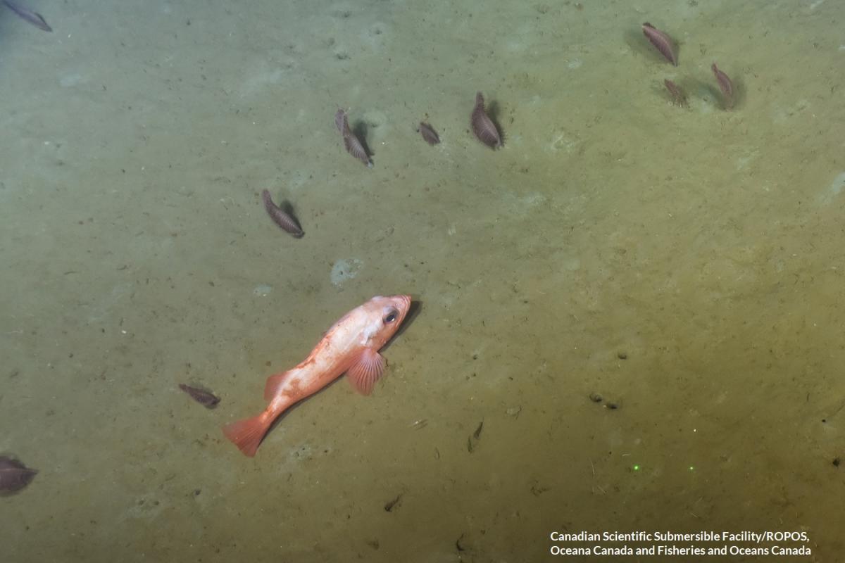 red fish gulf of st lawrence