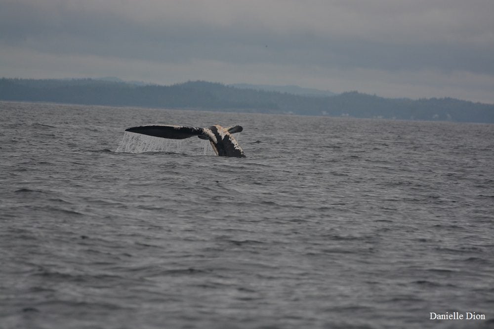 right whale tail