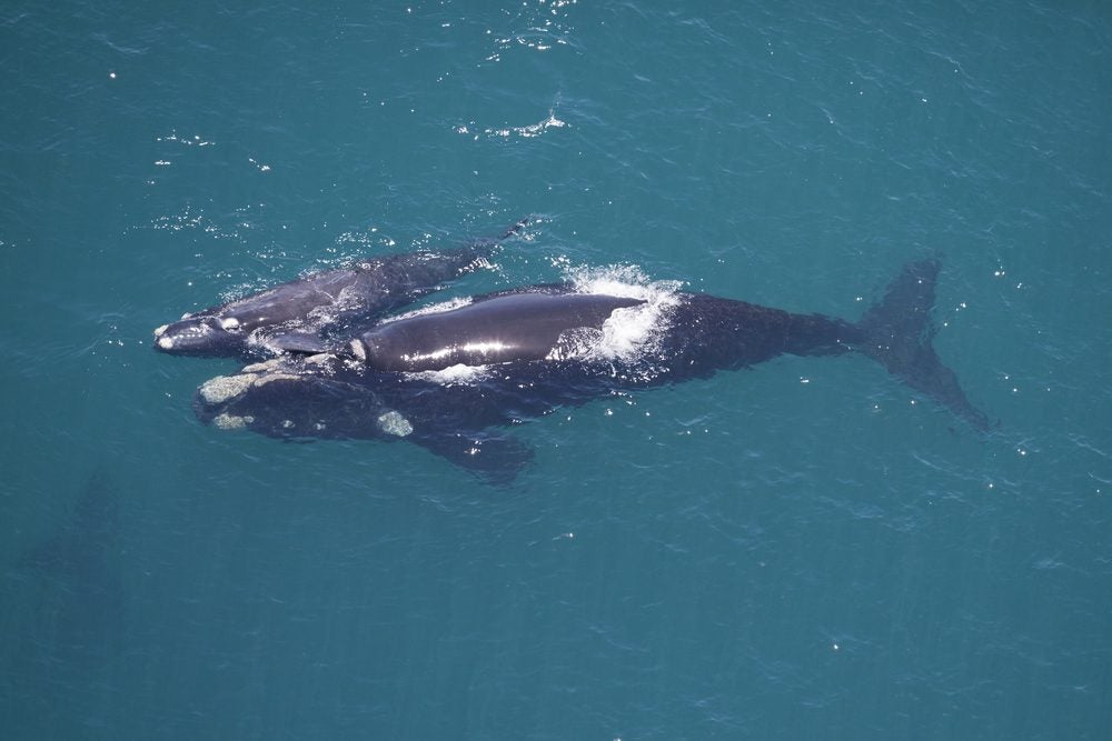 right whales