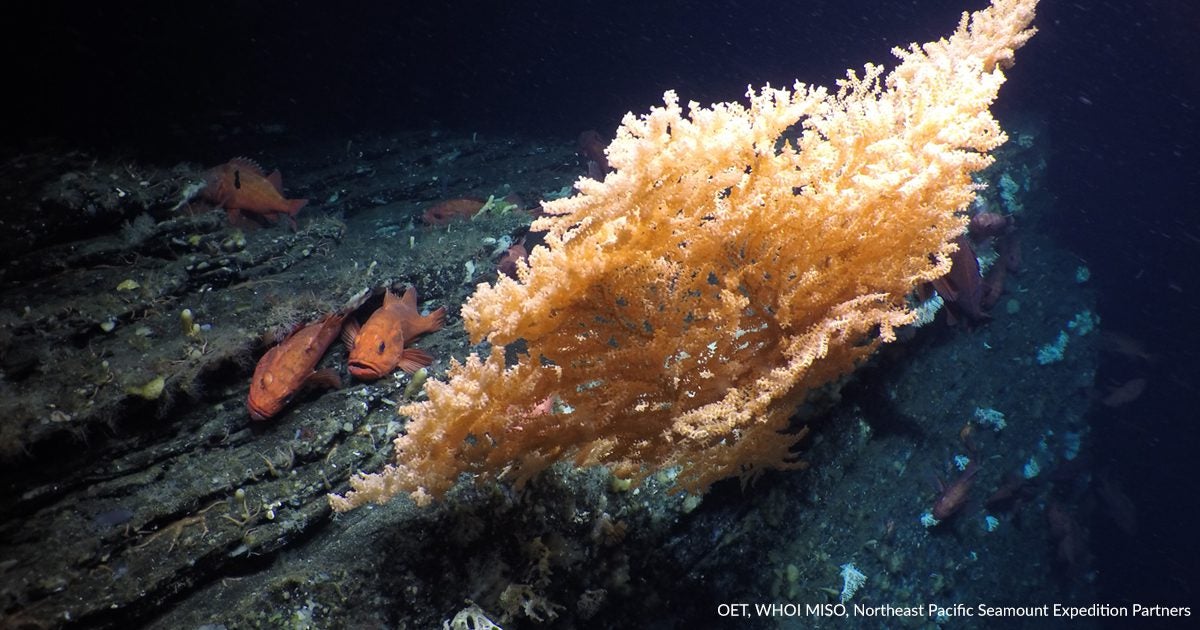 northeast pacific seamounts