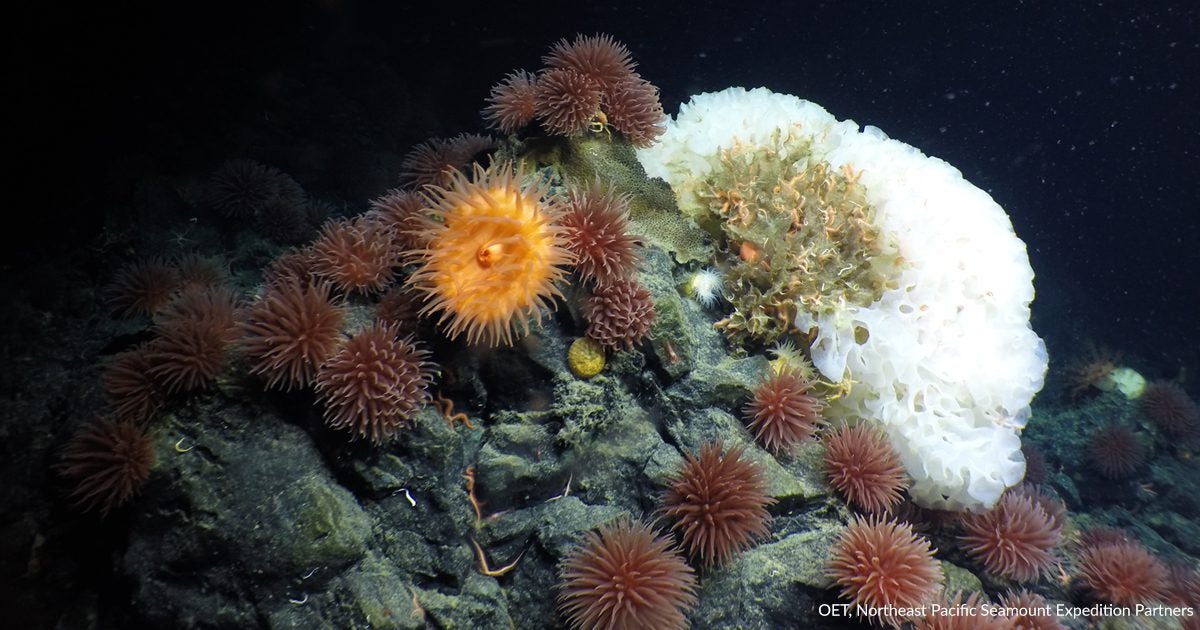 soft coral sea anemone northeast pacific seamounts