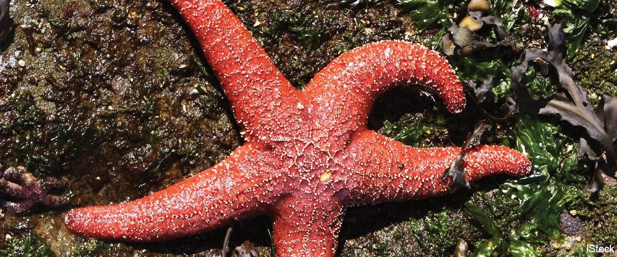 pacific ocean underwater animals