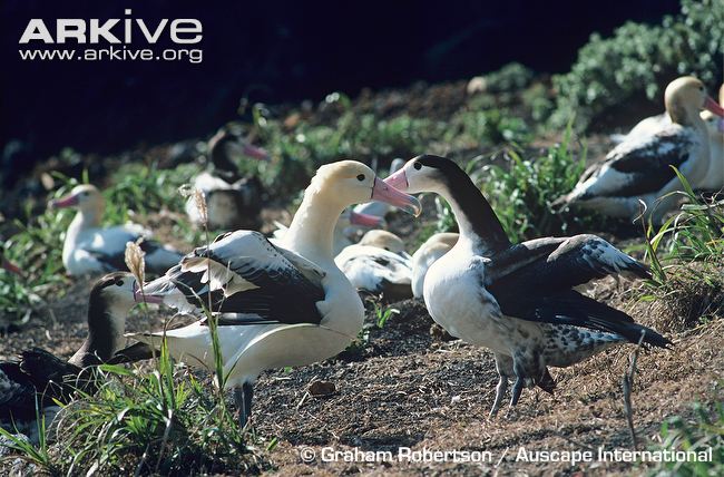 short tailed albatross