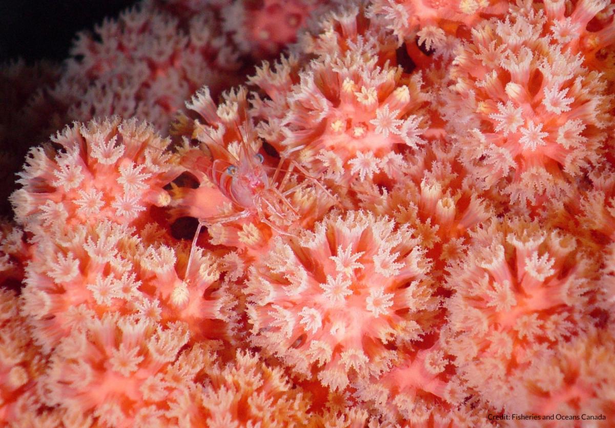 shrimp bubblegum coral