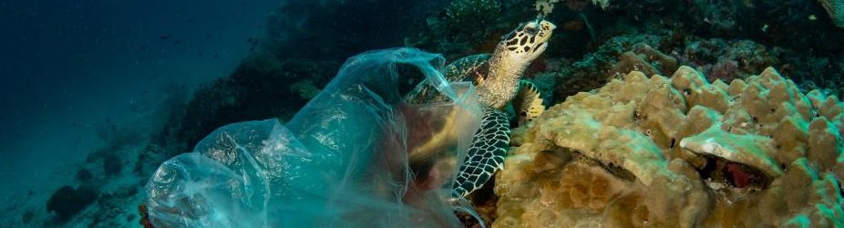 Video of a turtle having a drinking straw pulled from its nose in