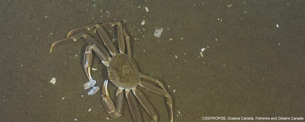 snow crab gulf of st lawrence