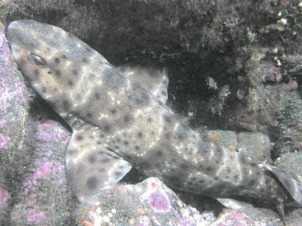 went to the aquarium and noticed this shark that never closed its mouth. is  this normal? : r/sharks