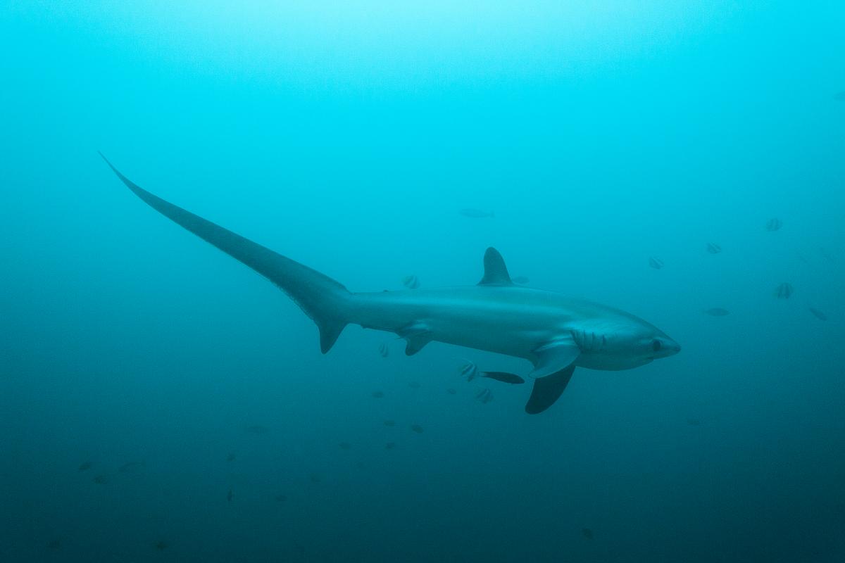 Thresher shark