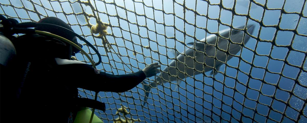 Tuna in fishing net with diver