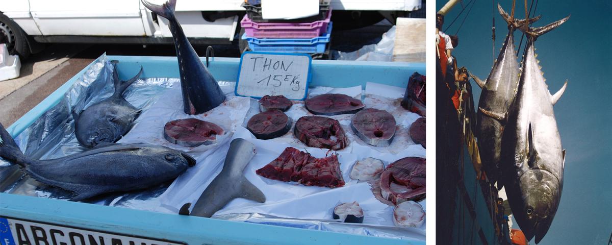 Tuna in a seafood market