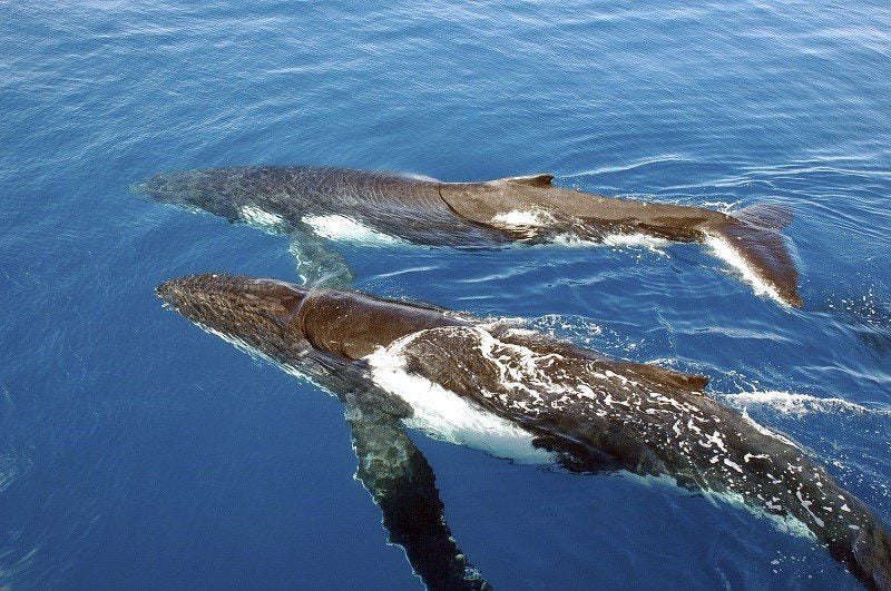 two humpback whales