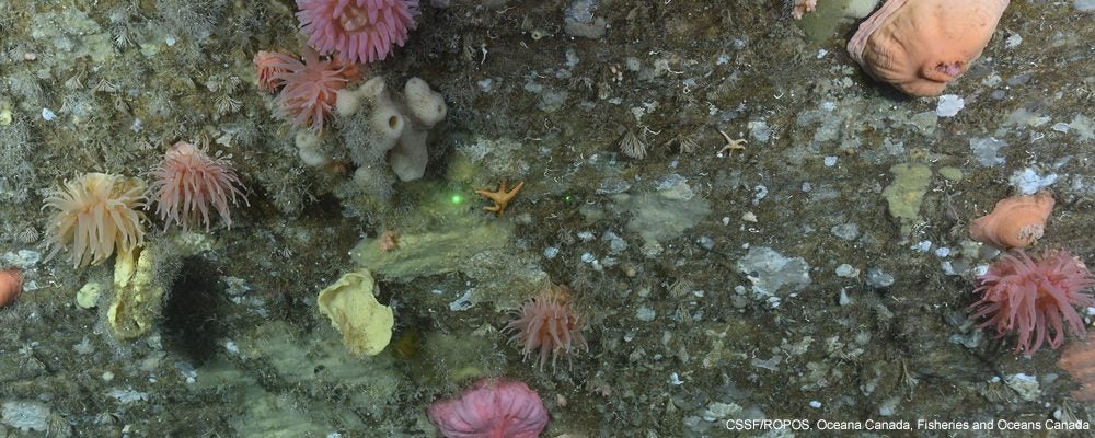 sea sponges anemones star gulf of st lawrence