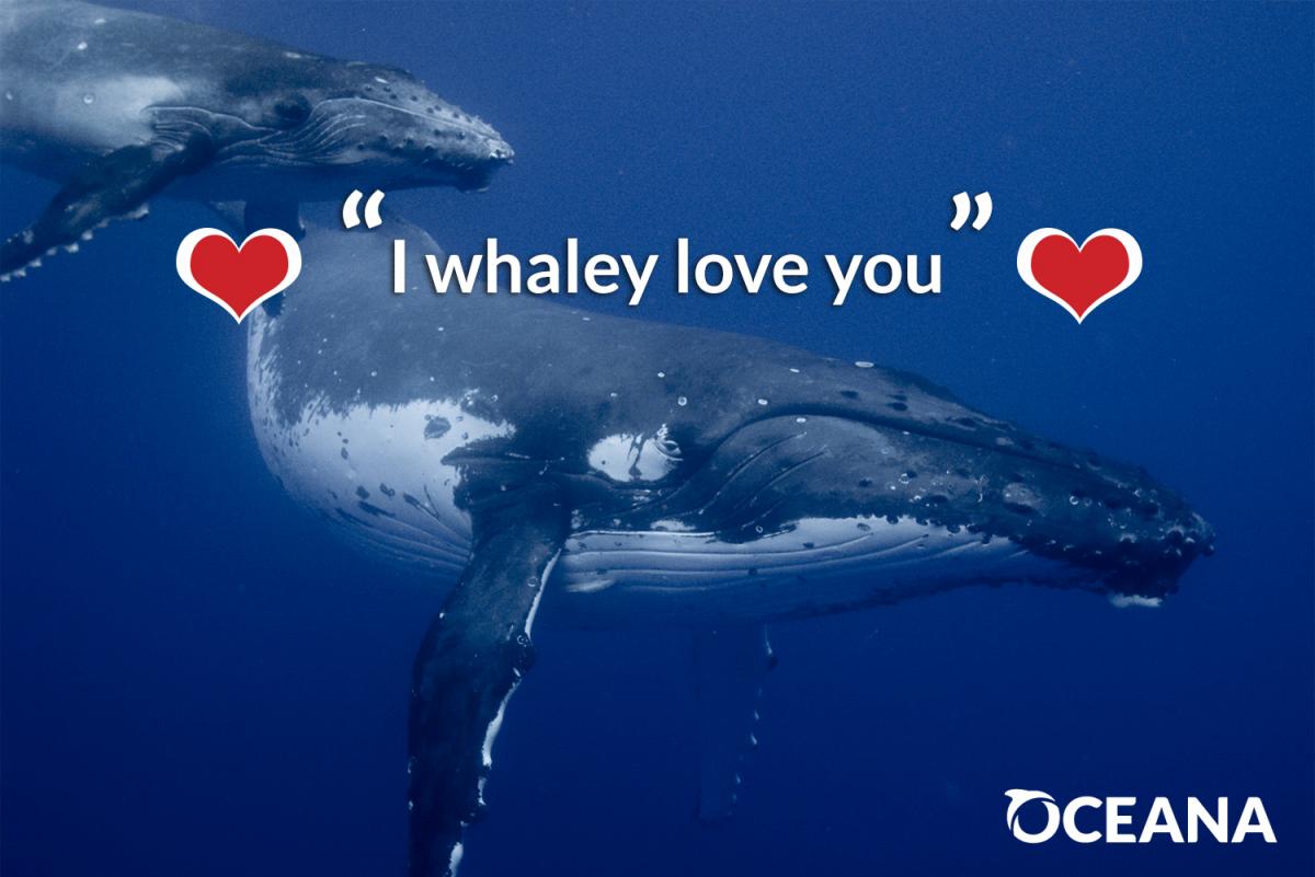 humpback whale valentines day