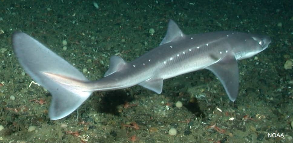 spiny dogfish shark