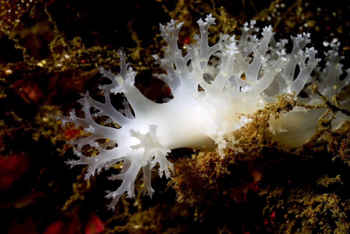 Underwater Nudists