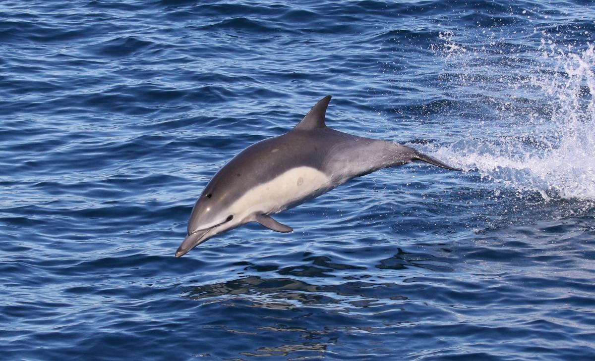 What dolphins live in Canada’s coastal waters? | Oceana Canada