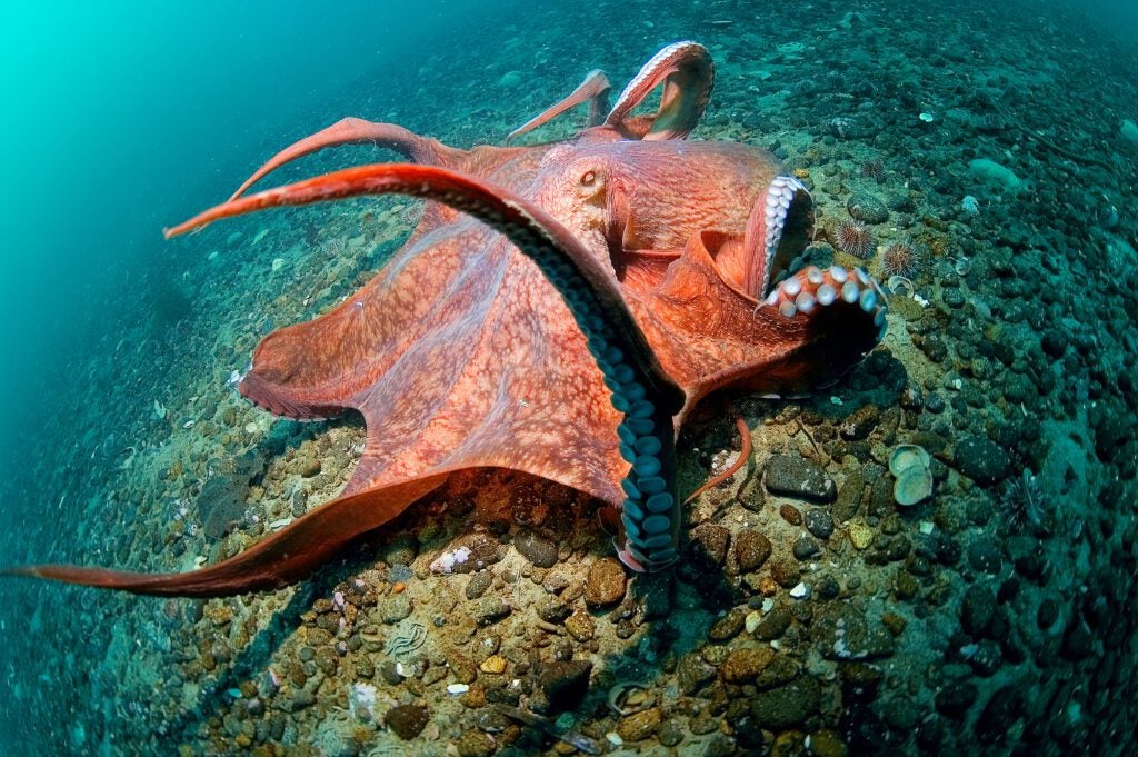 An octopus named Otto caused an aquarium power outage by climbing