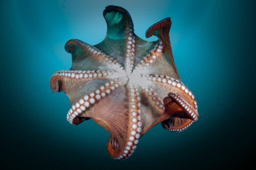 New piece idea: the Octopus. It can reach in 8 directions as shown, just like a real octopus it can slither between pieces and from this position can reach the rook on