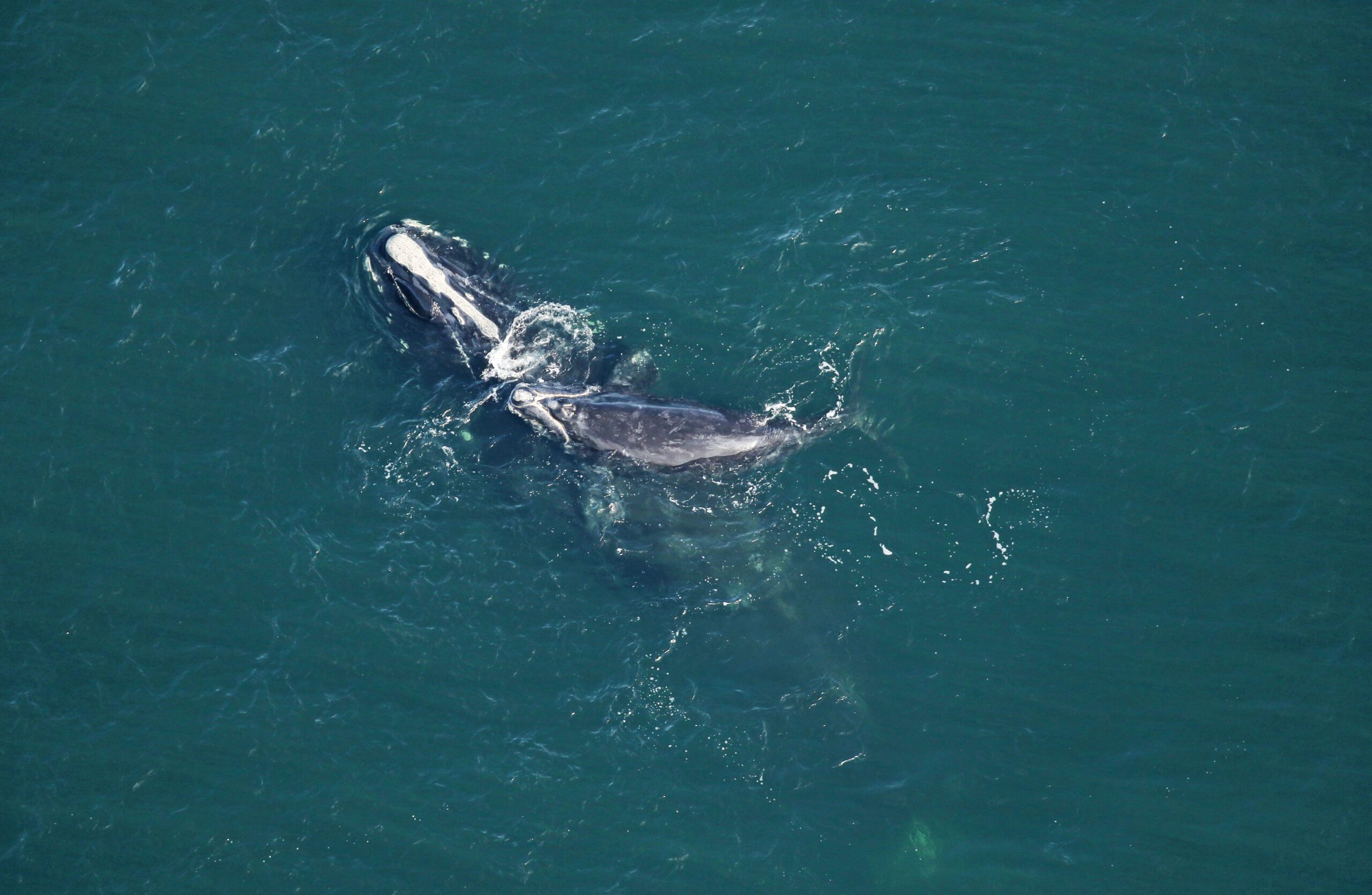 Weeks Old North Atlantic Right Whale Calf Found Dead off the Coast of ...