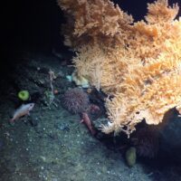 seamounts marine protected area British Columbia
