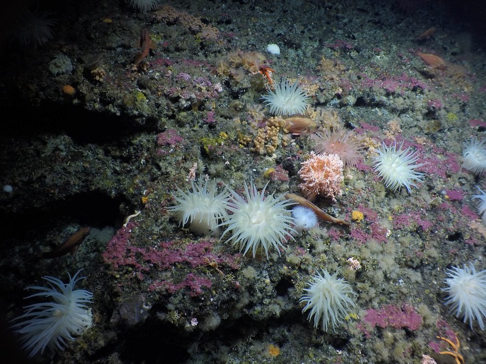 sea anemones British Columbia Pacific Ocean seamounts