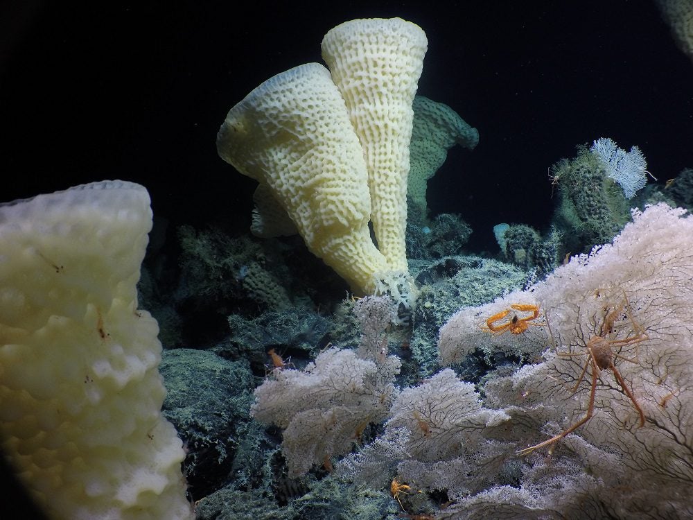 glass sponges British Columbia Pacific Seamounts Ocean