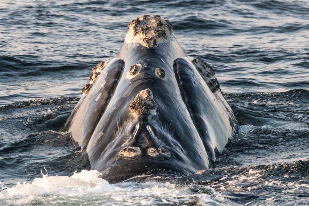 North Atlantic Right Whale Found Dead Off Virginia - Oceana Canada