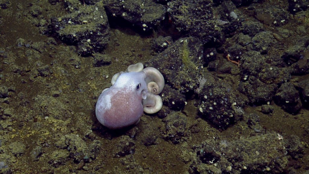 octopus pacific seamount British Columbia