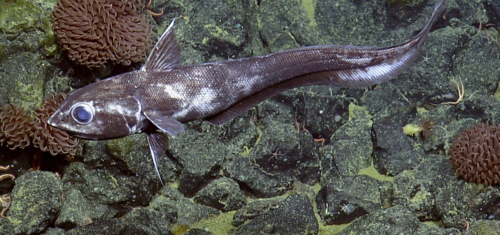 Rattail fish Pacific grenadier seamount British Columbia