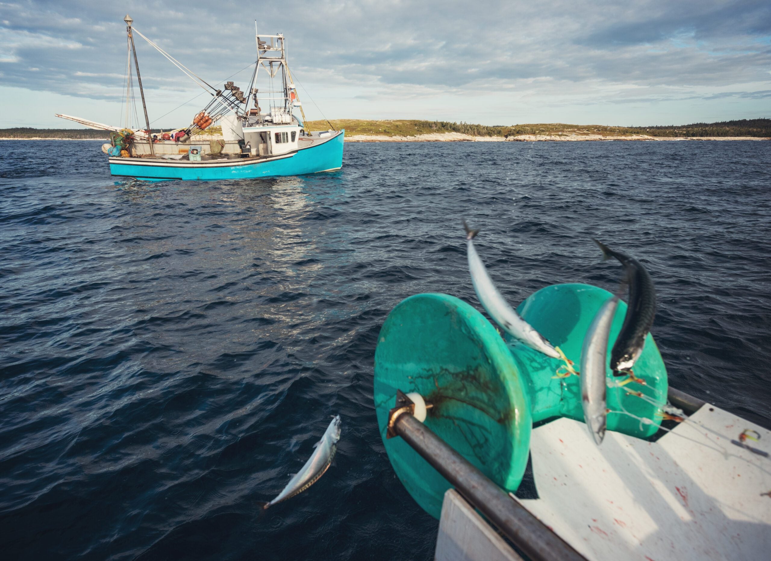 Oceana Canada to DFO: 2023 Fishing Quota Decisions Must Mark the Turning  Point in Rebuilding the Long-Term Health of Fisheries and Oceans - Oceana  Canada