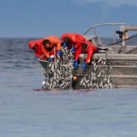 Pacific herring fishing british columbia