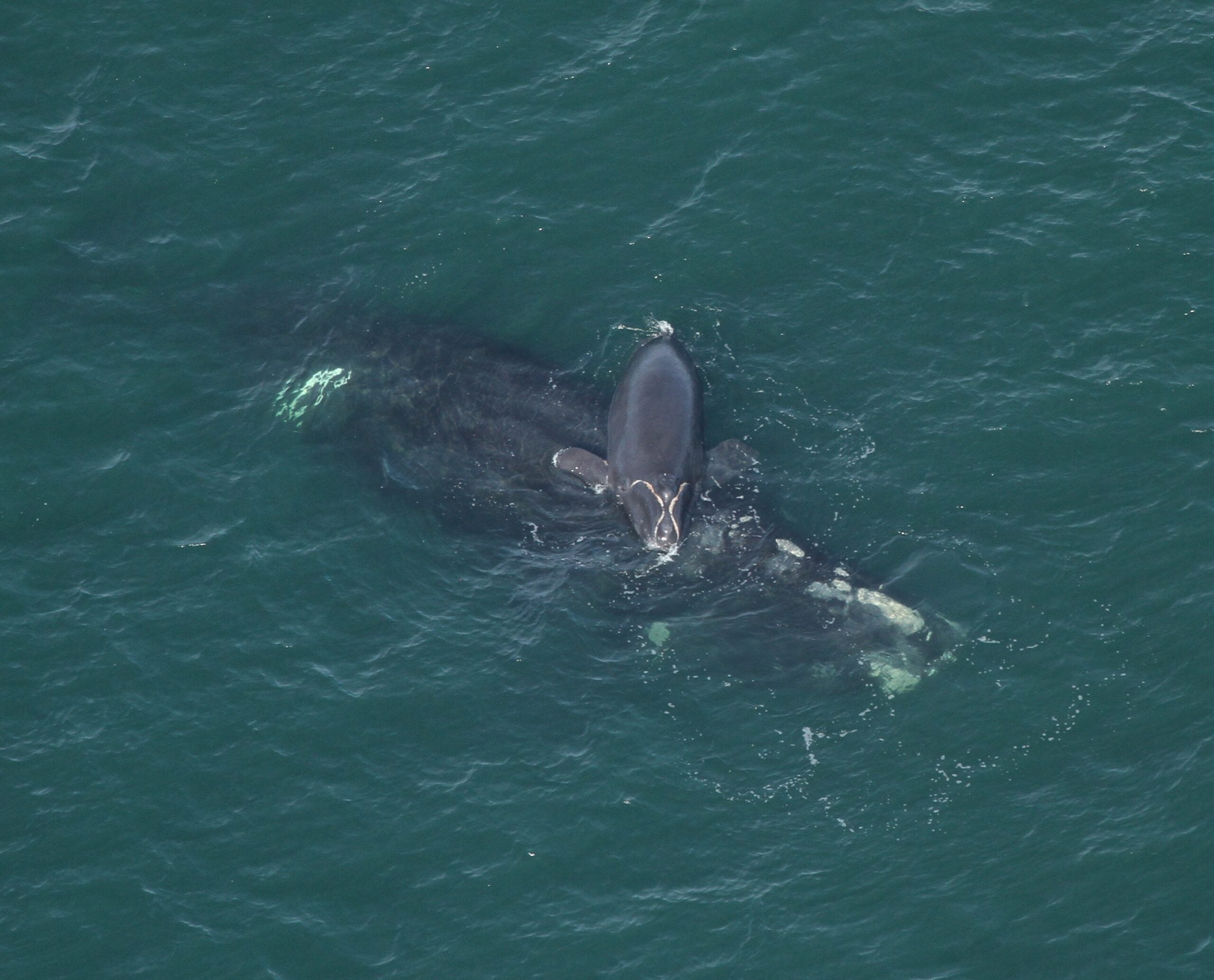 Another Critically Endangered North Atlantic Right Whale Found Dead ...