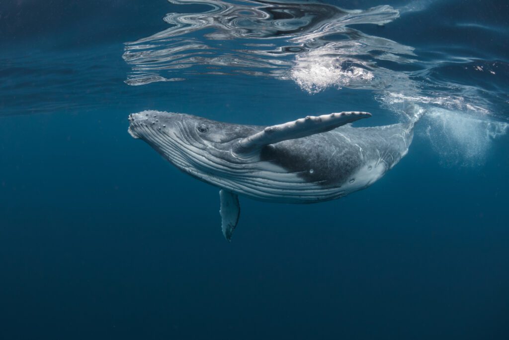 This image has an empty alt attribute; its file name is iStock-1164887104_humpback-whale_Craig-Lambert-1024x683.jpg
