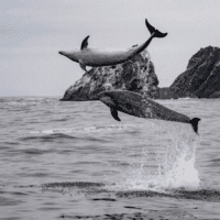 Two dolphins leap out of the water and spin in front of rock formations in the Humboldt archipelago