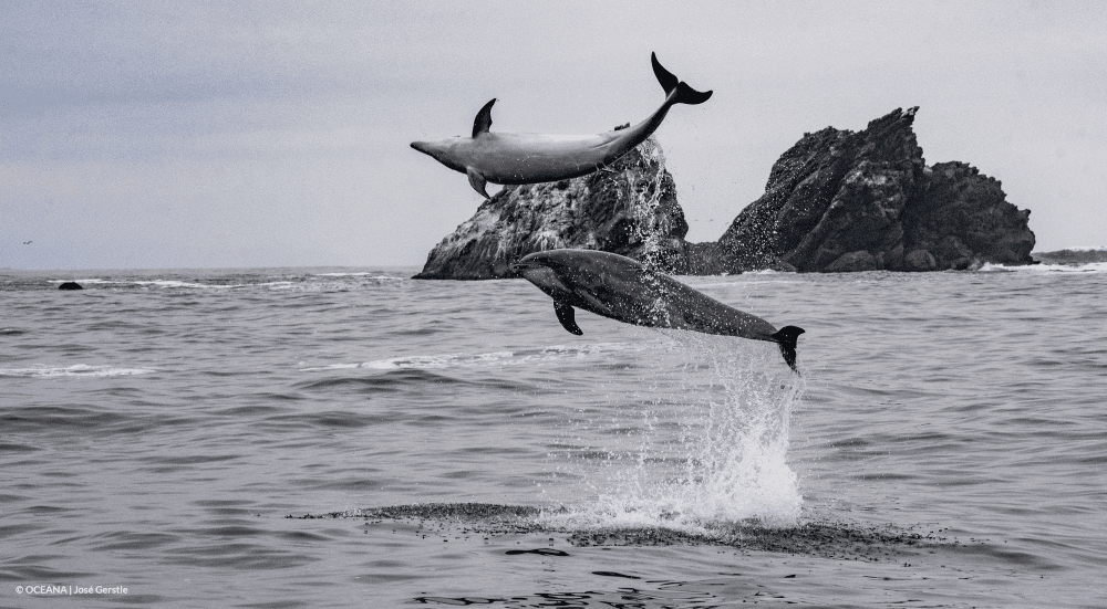 Two dolphins leap out of the water and spin in front of rock formations in the Humboldt archipelago