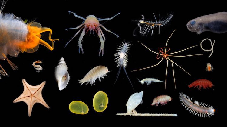 A variety of strange looking deep-sea creatures, including crustaceans, molluscs, sea stars, invetebrates and fish, are assembled on a black background