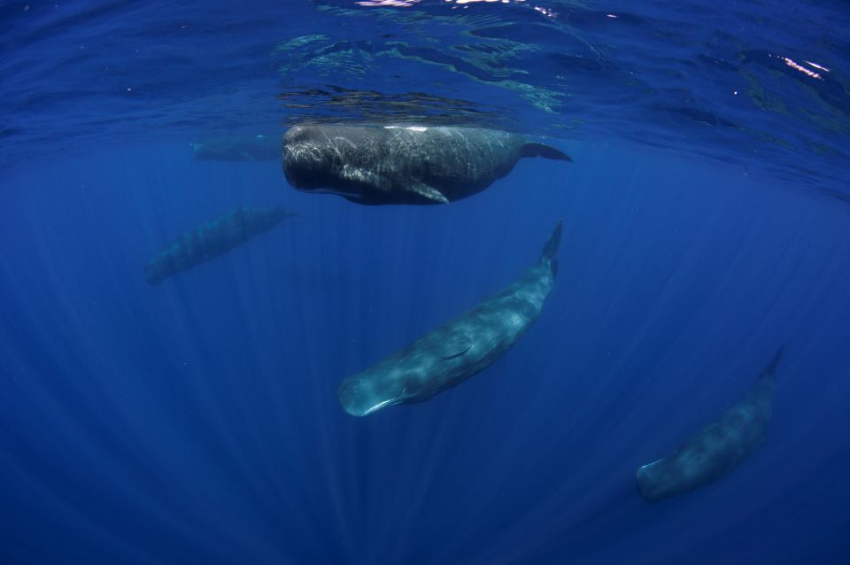 A pod of sperm whales underwater, swimming near the ocean's surface with one large sperm whale in the foreground and at least five in the background