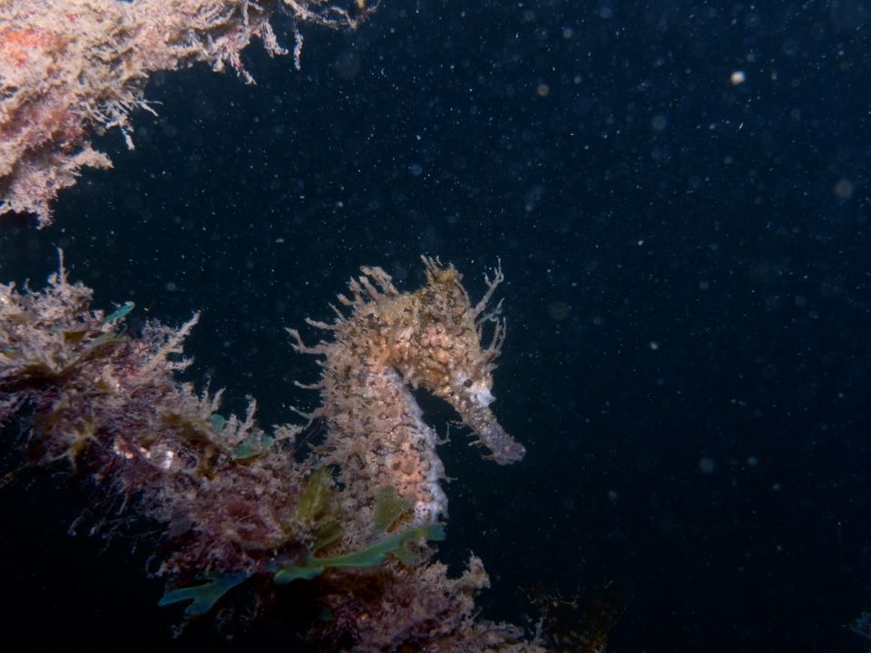 A White's seahorse is well camouflaged alongside algae in a dark ocean