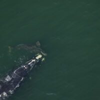 North Atlantic right whale protection measures 2024