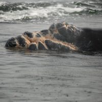 Right whale calf dead off Georgia