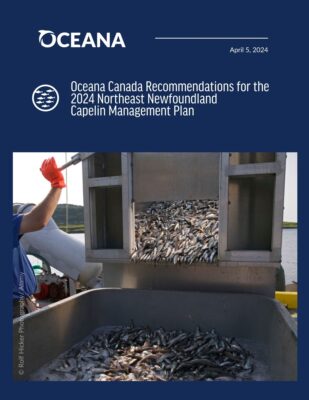 capelin fishing stock Newfoundland