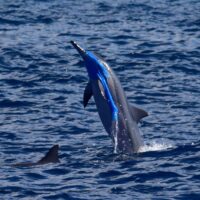 A spinner dolphin leaps out of the ocean, with a royal blue plastic bag entangled around its snout and face.