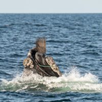 Entangled North Atlantic Right Whale Spotted in Gulf of St. Lawrence