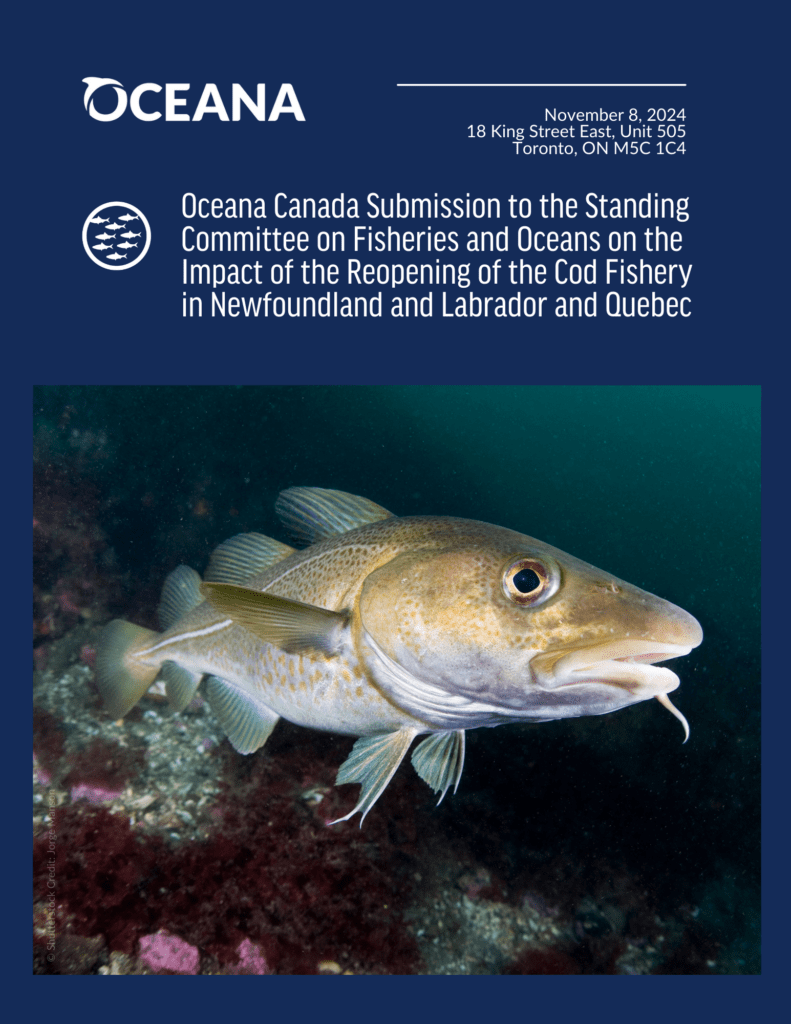 Oceana Canada Submission to the Standing Committee on Fisheries and Oceans on the Impact of the Reopening of the Cod Fishery in Newfoundland and Labrador and Quebec