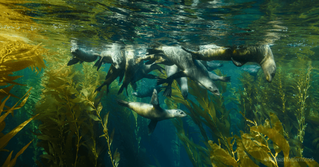 Kelp forest that help fight climate change