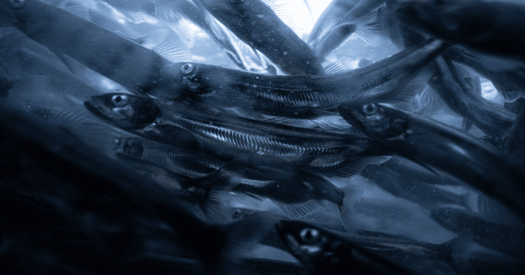 Capelin, tiny fish that are the foundation of the food web